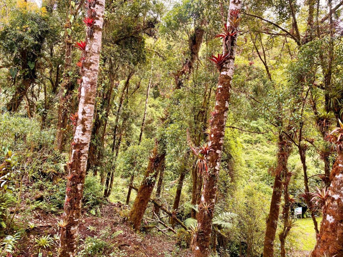 Cabana Anturios San José Exteriér fotografie