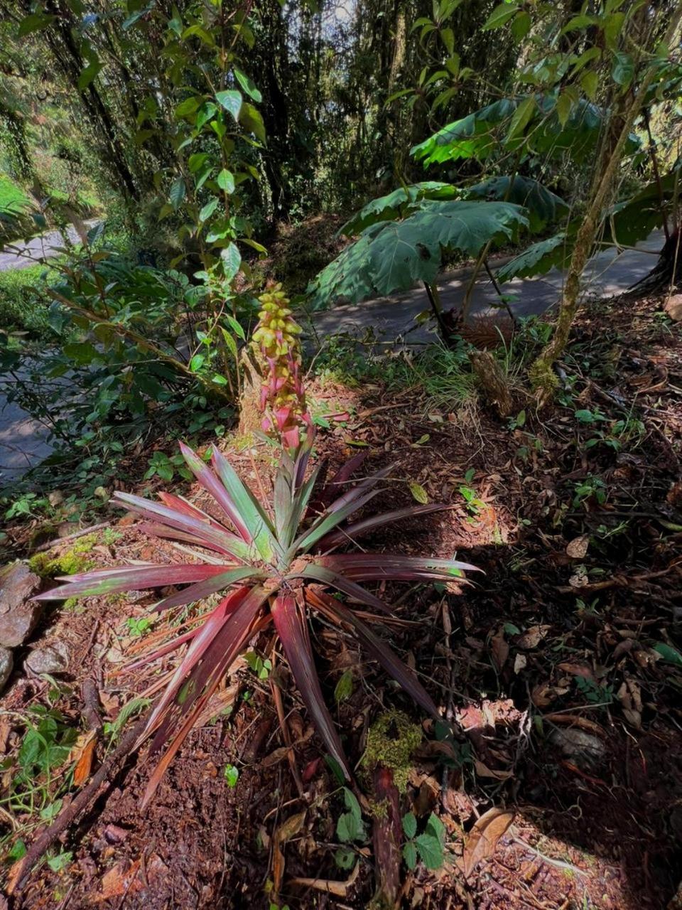 Cabana Anturios San José Exteriér fotografie