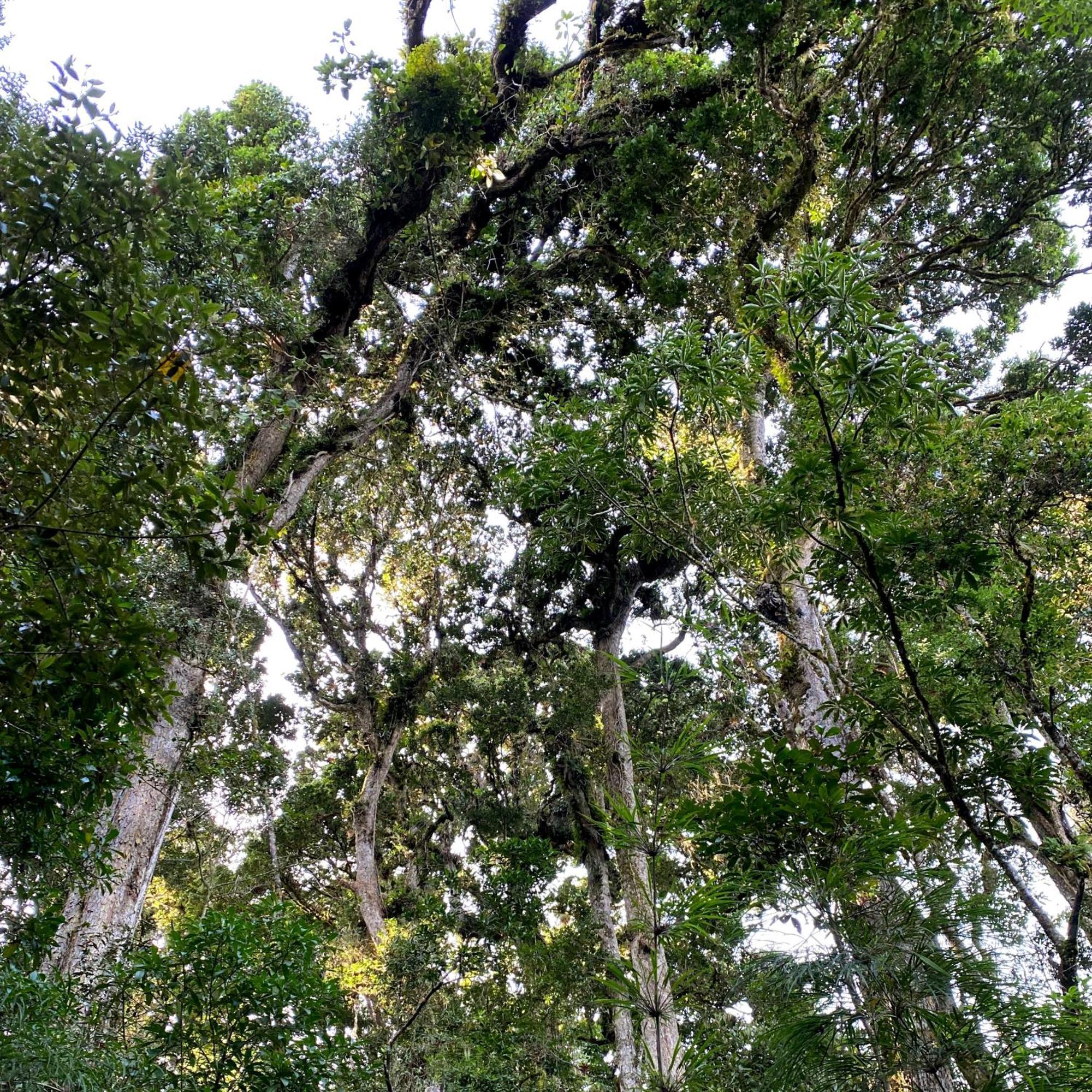 Cabana Anturios San José Exteriér fotografie
